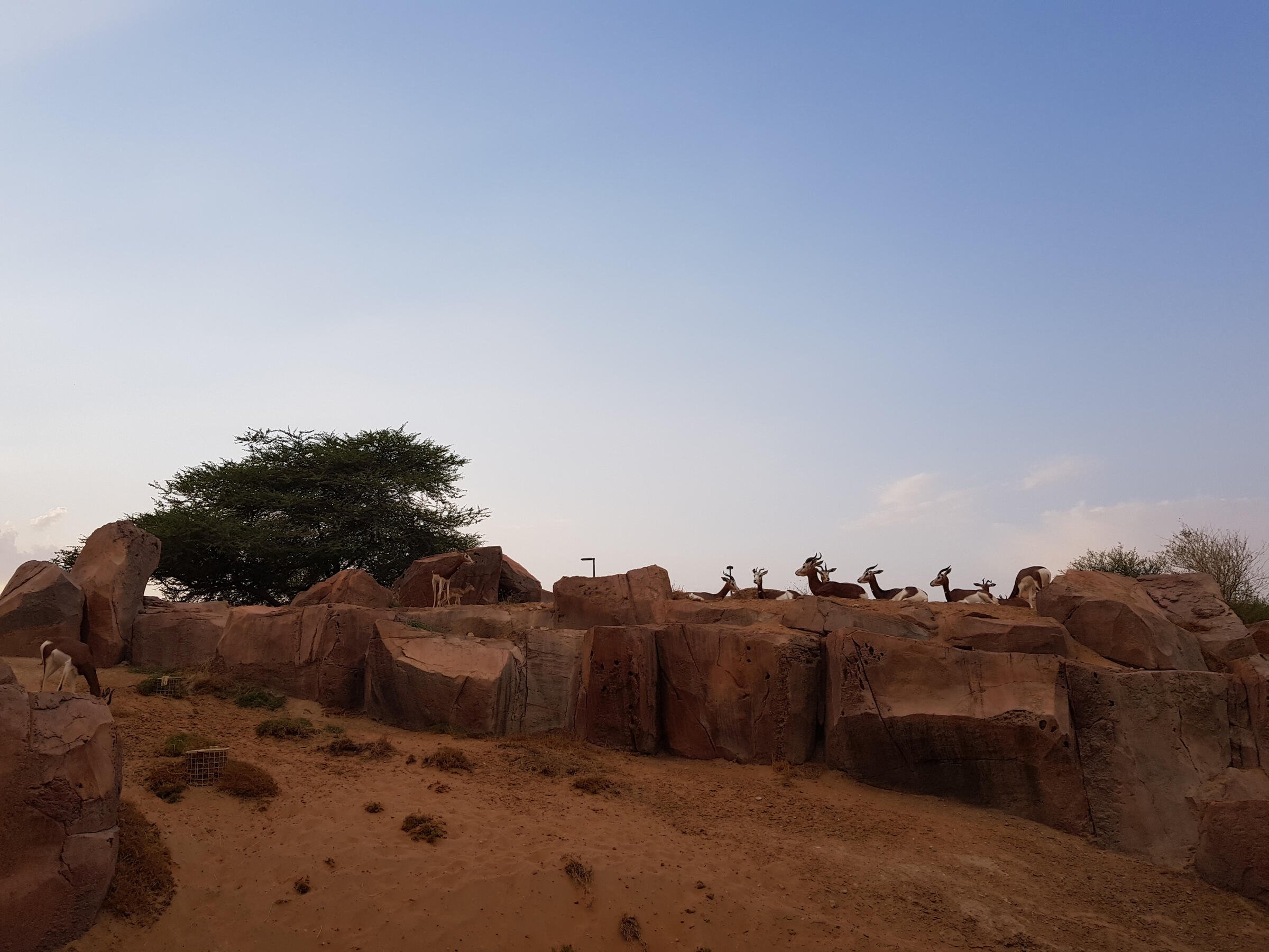 Al Ain Zoo Al Ain Zoo